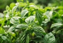 Holy Basil "Rani Tukmaria" Heirloom Herb Seeds – Heirloom Seeds