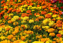 Heirloom African Marigold Crackerjack Seeds – Heirloom Seeds