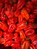 Aleppo Heirloom Hot Pepper Seeds – Heirloom Seeds