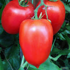 Premium Amish Paste Heirloom Seeds – Heirloom Seeds