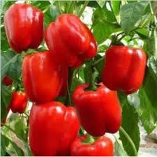 King of the North Heirloom Sweet Red Bell Pepper Seeds