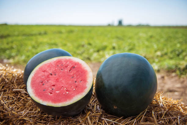 Black Diamond Heirloom Watermelon Seeds