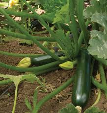 Black Beauty Heirloom Zucchini Seeds – Heirloom Seeds