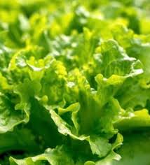 Black Seeded Simpson Heirloom Lettuce Seeds – Heirloom Seeds