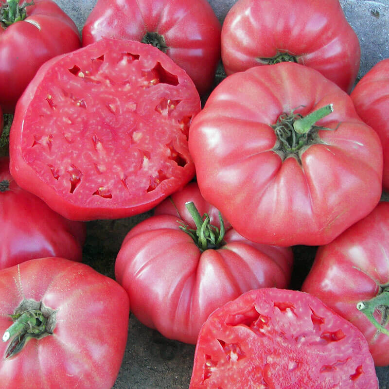 Pink Brandywine Heirloom Tomato Seeds – Heirloom Seeds