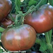 Cherokee Purple Heirloom Tomato Seeds – Heirloom Seeds