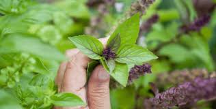 Premium Heirloom Cinnamon Basil Seeds – Heirloom Seeds