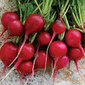 Early Scarlet Globe Radish Seeds – Heirloom Seeds