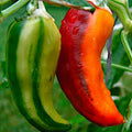 Fish Pepper Heirloom Hot Pepper Seeds – Heirloom Seeds