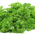 Premium Heirloom Forest Green Parsley Seeds – Heirloom Seeds