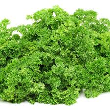 Premium Heirloom Forest Green Parsley Seeds – Heirloom Seeds