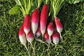 Gourmet French Breakfast Radish Seeds – Heirloom Seeds