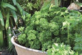 Premium Heirloom Garden Parsley Blend Seeds – Heirloom Seeds