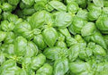 Italian Genovese Sweet Basil Heirloom Seeds – Heirloom Seeds