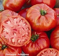 Large German Johnson Beefsteak Tomato Seeds – Heirloom Seeds