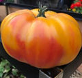Golden Medal Bi-Color Heirloom Tomato Seeds – Heirloom Seeds