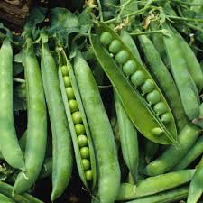 Green Arrow English Pea Seeds