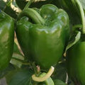 California Wonder Heirloom Sweet Bell Pepper Seeds – Heirloom Seeds
