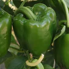 California Wonder Heirloom Sweet Bell Pepper Seeds – Heirloom Seeds