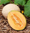 Hales Best Jumbo Heirloom Melon Seeds – Heirloom Seeds