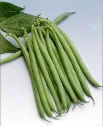 Haricot Verts Petite Filet Heirloom Bean Seeds – Heirloom Seeds