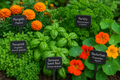 Backyard Herb Bundle Pack – Heirloom Seeds
