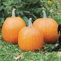 Classic Howden Pumpkin Seeds – Heirloom Seeds