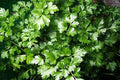 Dark Green Italian Flat Leaf Basil Heirloom Seeds – Heirloom Seeds