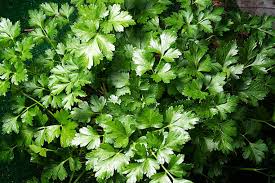 Dark Green Italian Flat Leaf Basil Heirloom Seeds – Heirloom Seeds