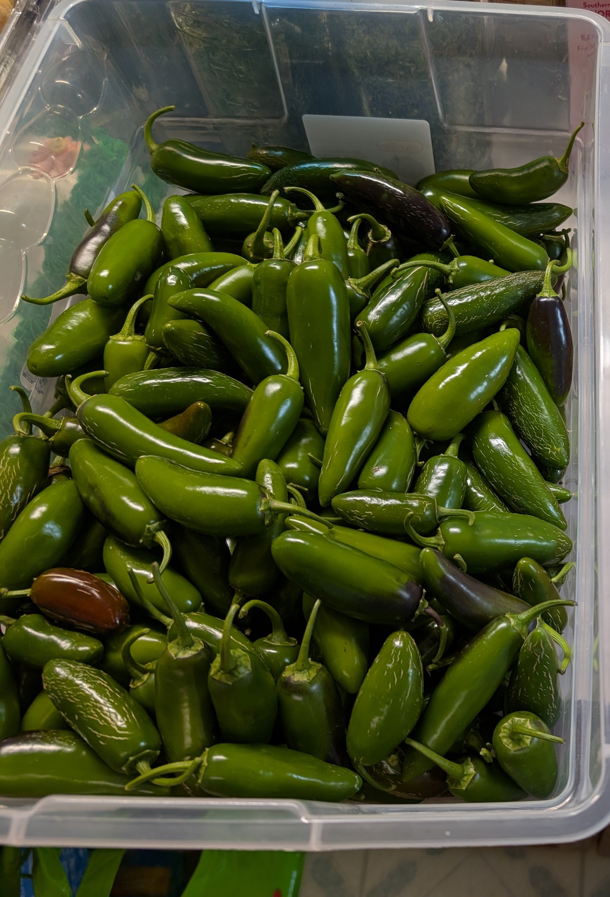 Premium Heirloom Jalapeño Pepper Seeds – Heirloom Seeds