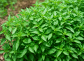 Premium Heirloom Lemon Basil Herb Seeds – Heirloom Seeds
