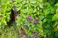 Sweet Citrus Lime Basil Heirloom Seeds – Heirloom Seeds