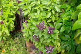 Sweet Citrus Lime Basil Heirloom Seeds – Heirloom Seeds