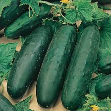 Marketmore 76 Heirloom Cucumber Seeds – Heirloom Seeds