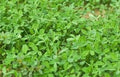 Premium Fenugreek Herb Garden Seeds – Heirloom Seeds