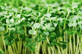 Italian Heirloom Parsley Microgreens Seeds – Heirloom Seeds