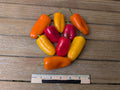 Heirloom Tri-Color Sweet Mini Pepper Seeds – Heirloom Seeds