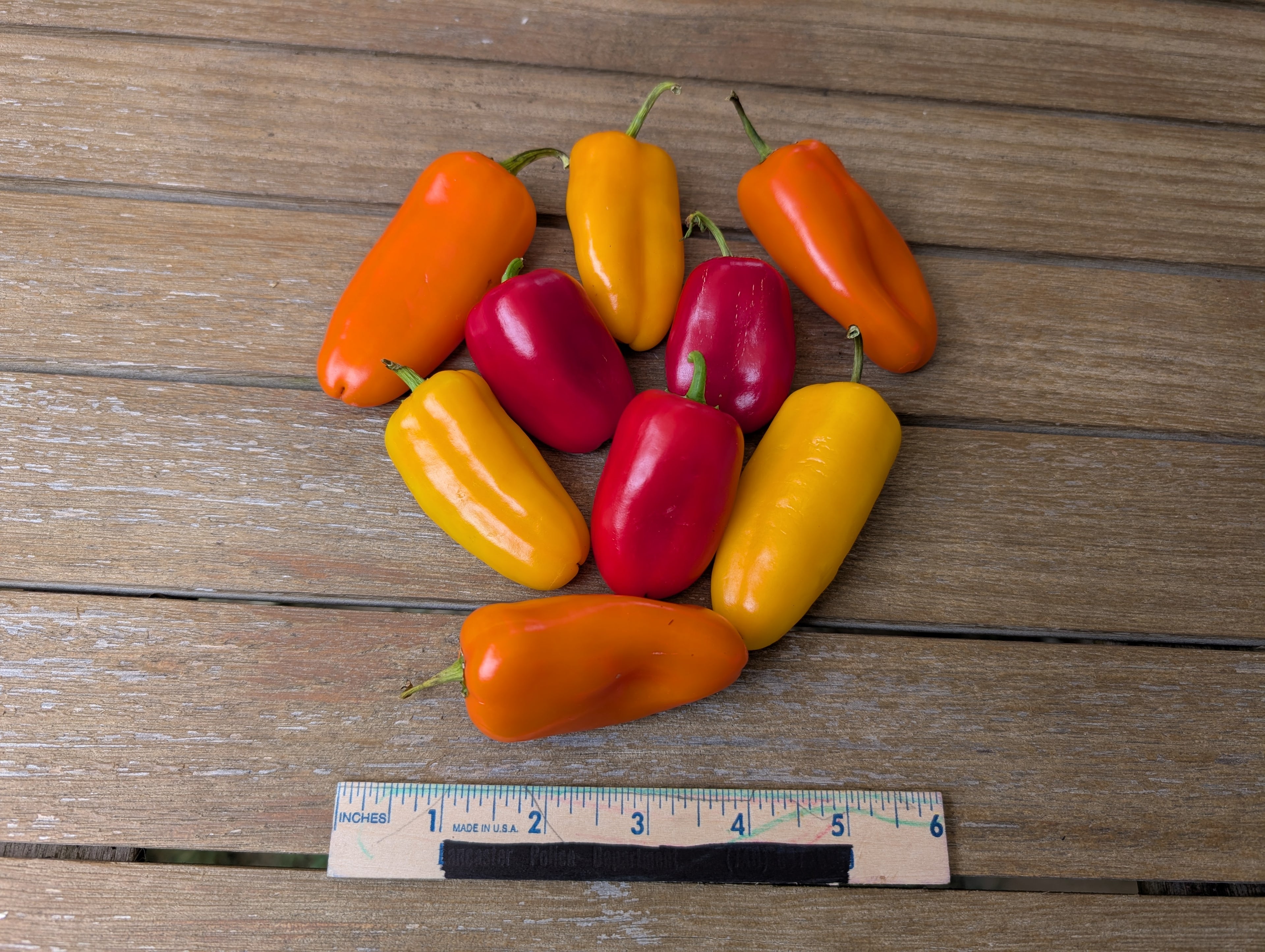 Heirloom Tri-Color Sweet Mini Pepper Seeds – Heirloom Seeds