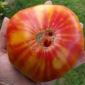 Mr. Stripey Heirloom Beefsteak Tomato Seeds – Heirloom Seeds