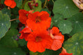 Empress of India Heirloom Nasturtium Flower Seeds – Heirloom Seeds