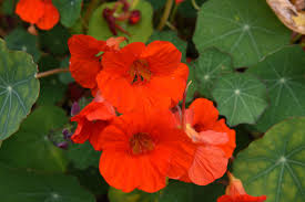 Empress of India Heirloom Nasturtium Flower Seeds – Heirloom Seeds