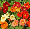 Heirloom Nasturtium Tip Top Mix Flower Seeds – Heirloom Seeds