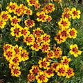 Green Zebra Heirloom Tomato Seeds – Heirloom Seeds