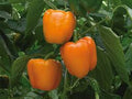 Large Orange Bell Pepper Heirloom Seeds – Heirloom Seeds