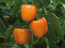 Large Orange Bell Pepper Heirloom Seeds – Heirloom Seeds