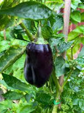 Purple Beauty Heirloom Sweet Bell Pepper Seeds – Heirloom Seeds