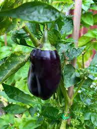 Purple Beauty Heirloom Sweet Bell Pepper Seeds – Heirloom Seeds