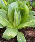 Paris Island Romaine Head Lettuce
