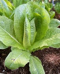 Paris Island Romaine Head Lettuce