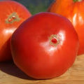 Pepe Gigante Italian Heirloom Tomato Seeds – Heirloom Seeds